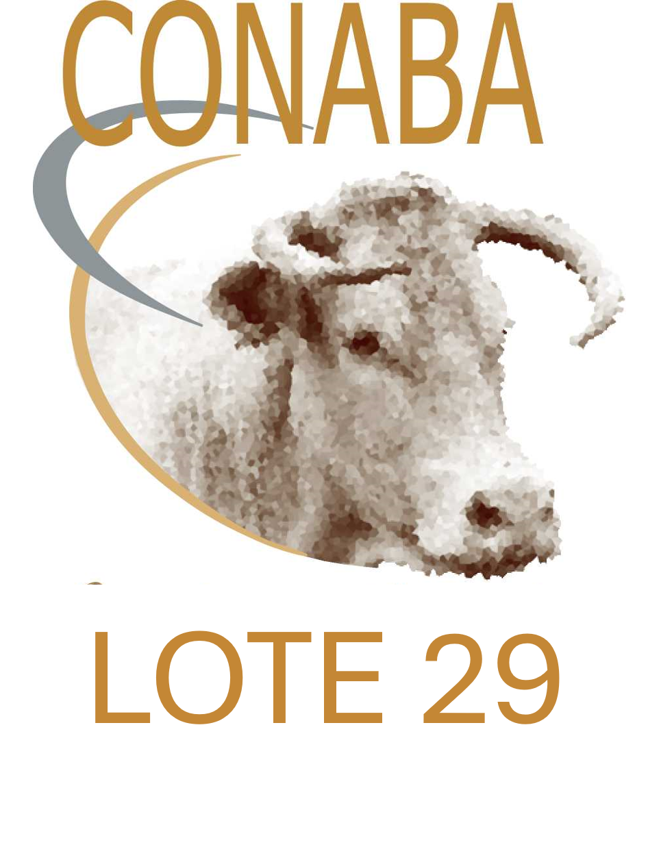 LOTE 29