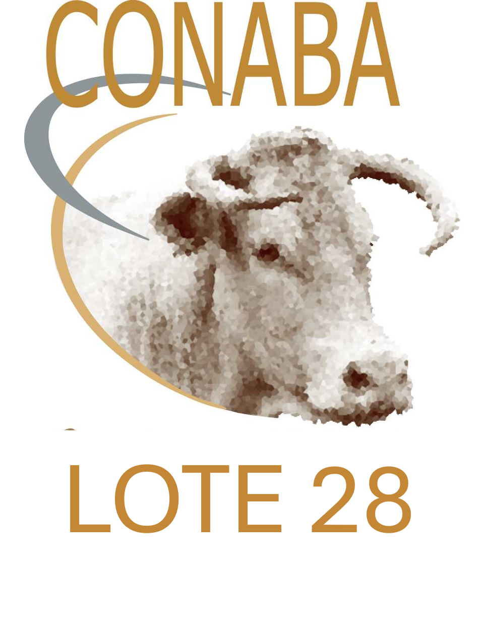 LOTE 28